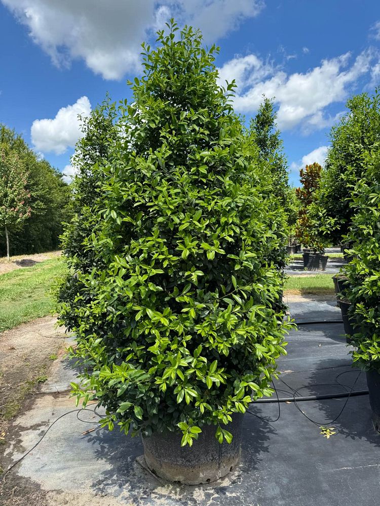 ilex-x-attenuata-eagleston-holly-eagleston-holly