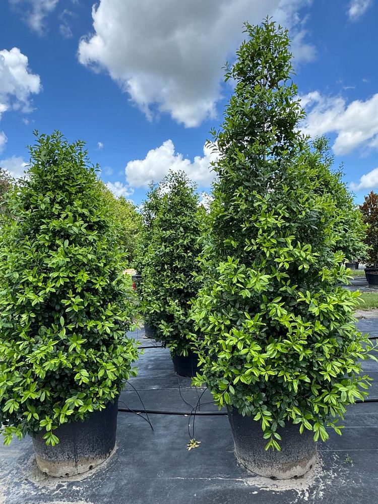 ilex-x-attenuata-eagleston-holly-eagleston-holly