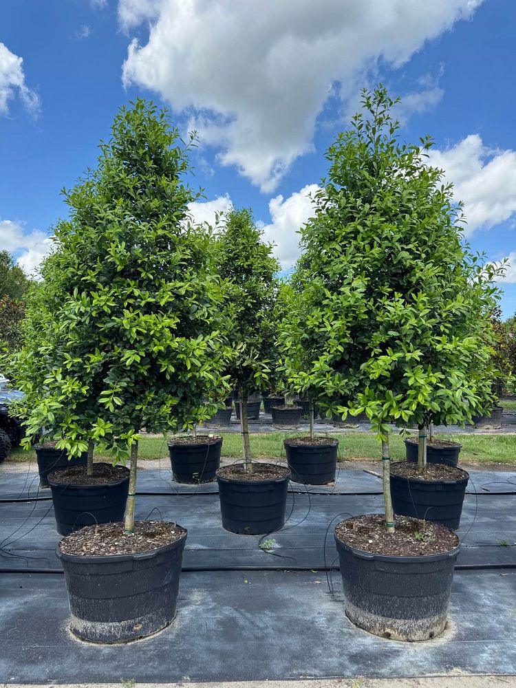ilex-x-attenuata-eagleston-holly-eagleston-holly