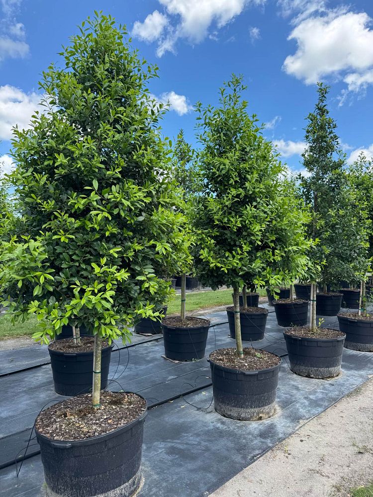 ilex-x-attenuata-eagleston-holly-eagleston-holly