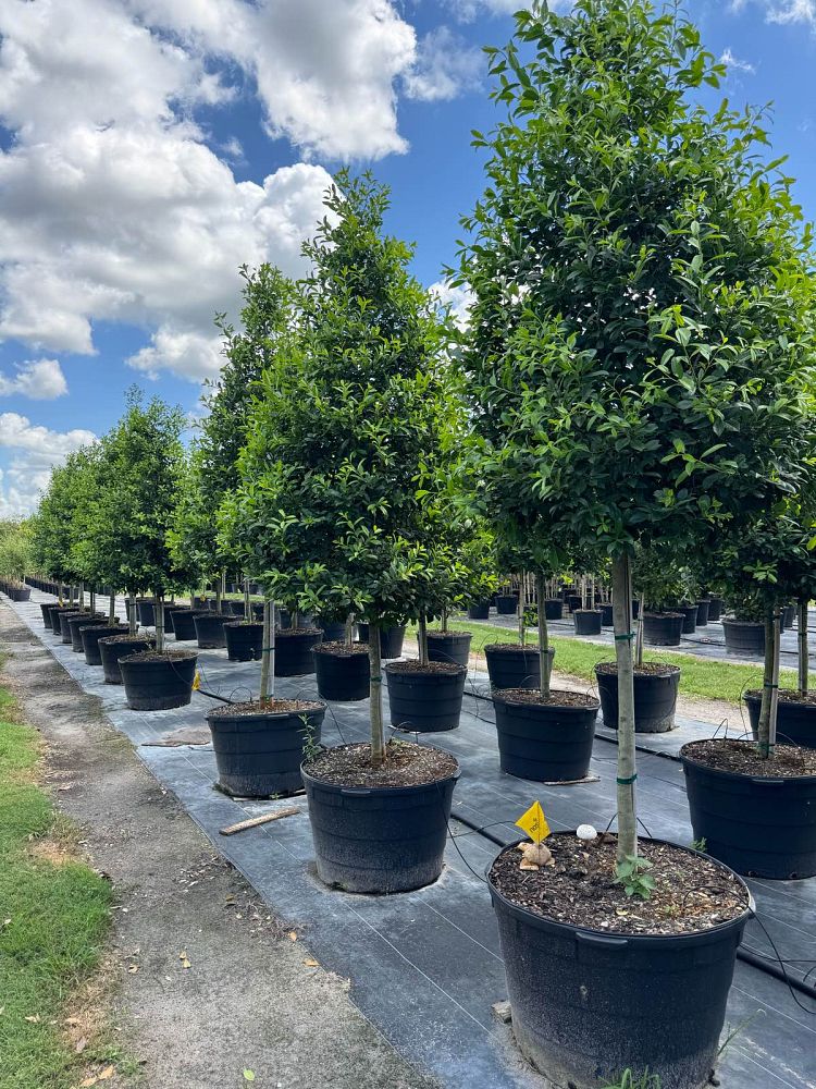 ilex-x-attenuata-eagleston-holly-eagleston-holly