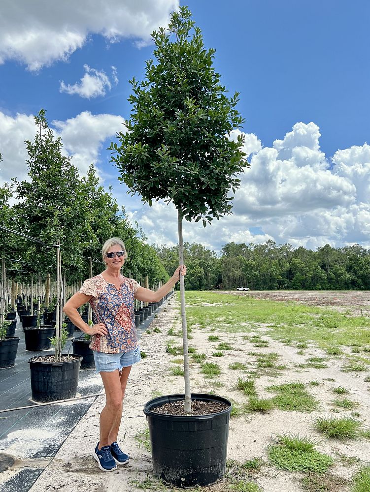 ilex-x-attenuata-eagleston-holly-eagleston-holly