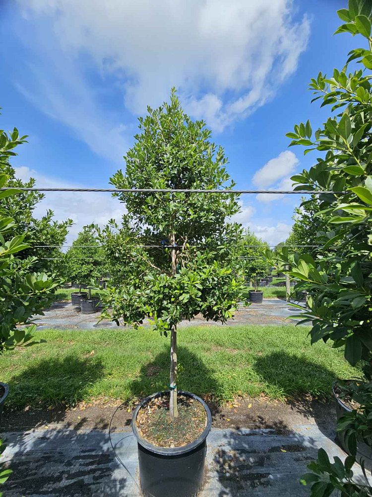 ilex-x-attenuata-eagleston-holly-eagleston-holly