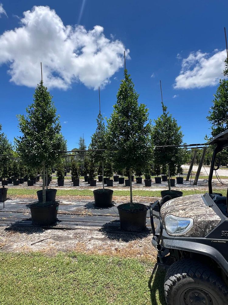 ilex-x-attenuata-eagleston-holly-eagleston-holly
