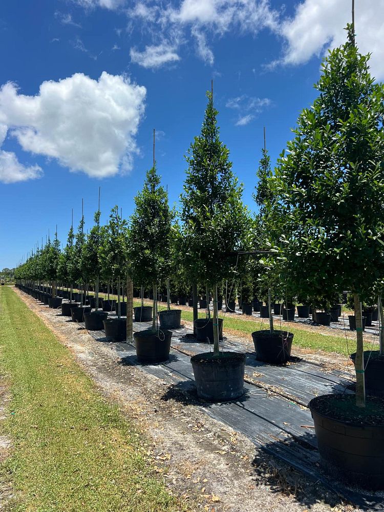 ilex-x-attenuata-eagleston-holly-eagleston-holly