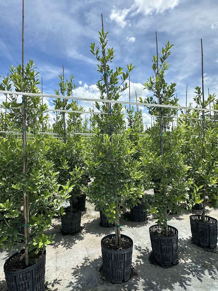 ilex-x-attenuata-eagleston-holly-eagleston-holly