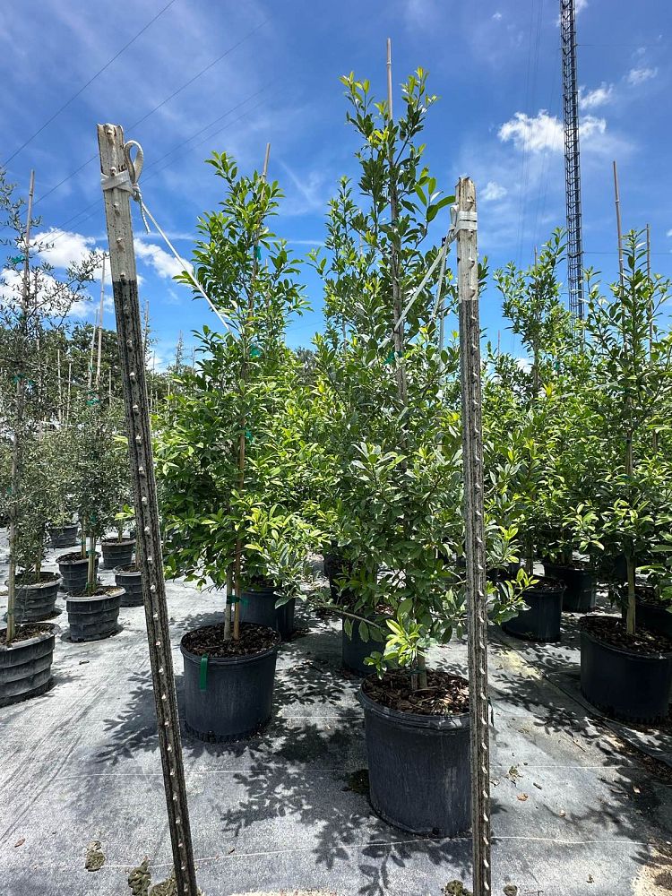 ilex-x-attenuata-eagleston-holly-eagleston-holly