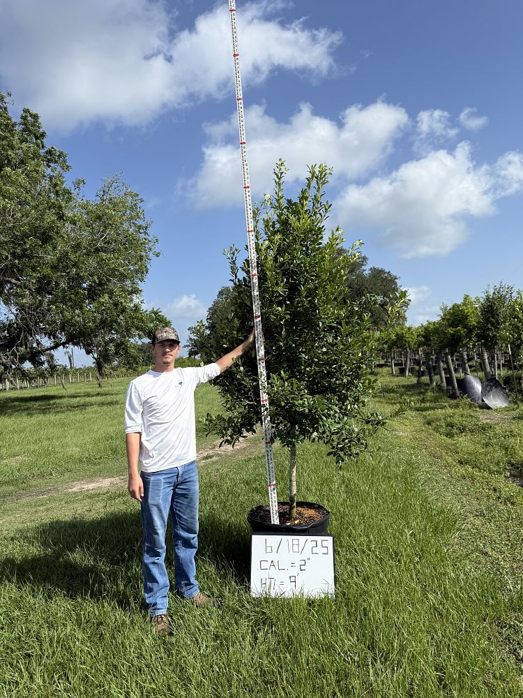 ilex-x-attenuata-eagleston-holly-eagleston-holly