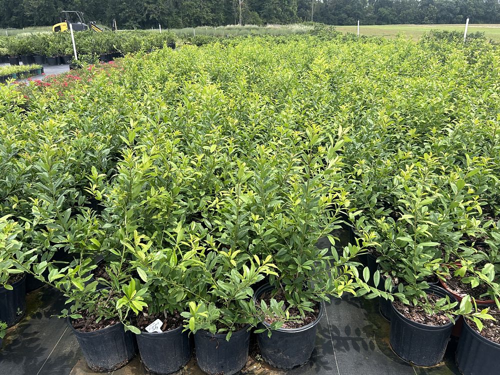 ilex-x-attenuata-eagleston-holly-eagleston-holly