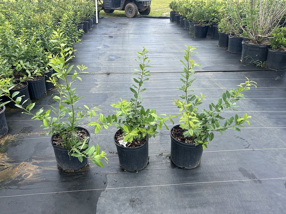ilex-x-attenuata-eagleston-holly-eagleston-holly
