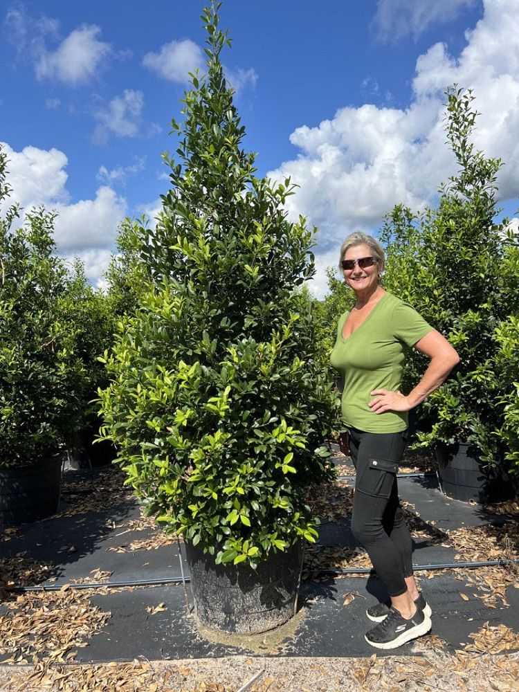 ilex-x-attenuata-eagleston-holly-eagleston-holly