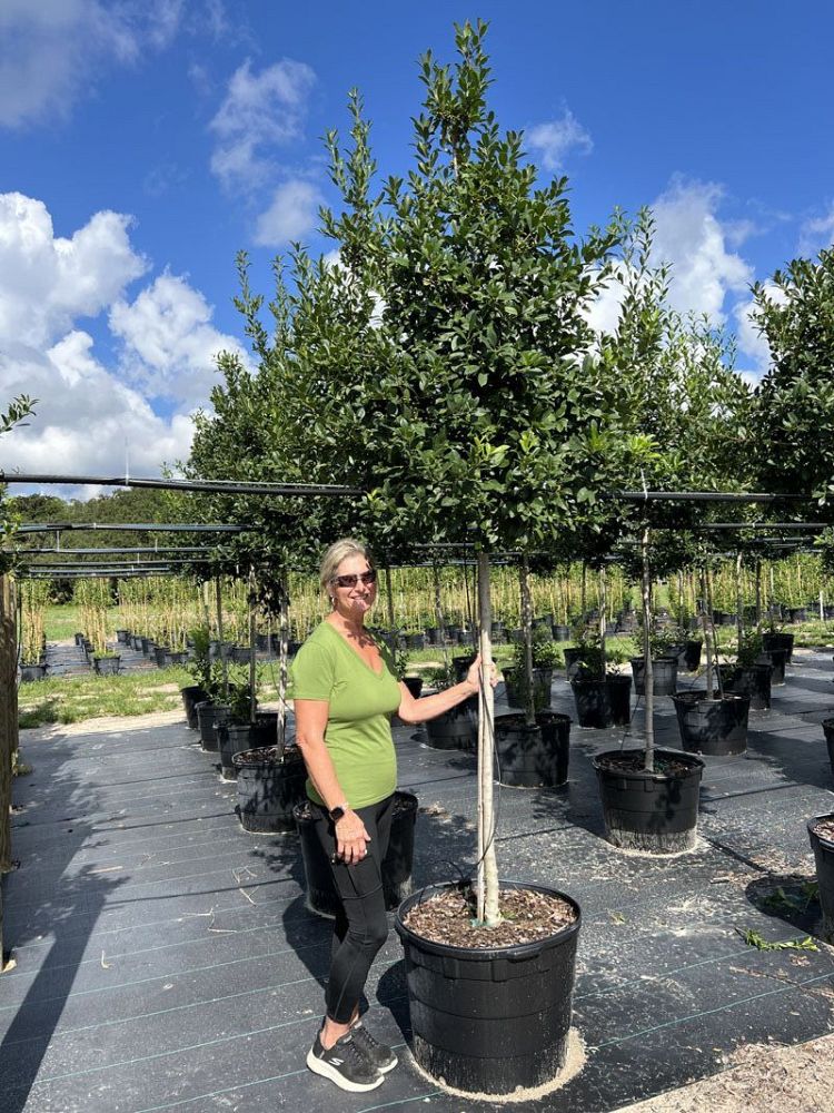 ilex-x-attenuata-eagleston-holly-eagleston-holly