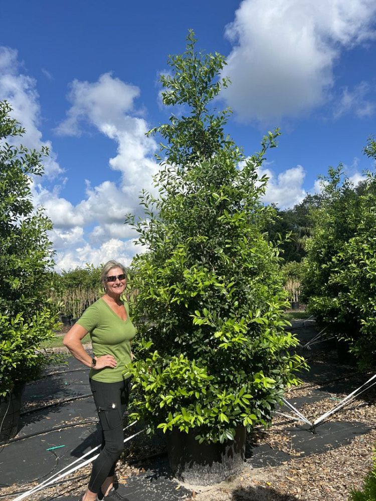 ilex-x-attenuata-eagleston-holly-eagleston-holly