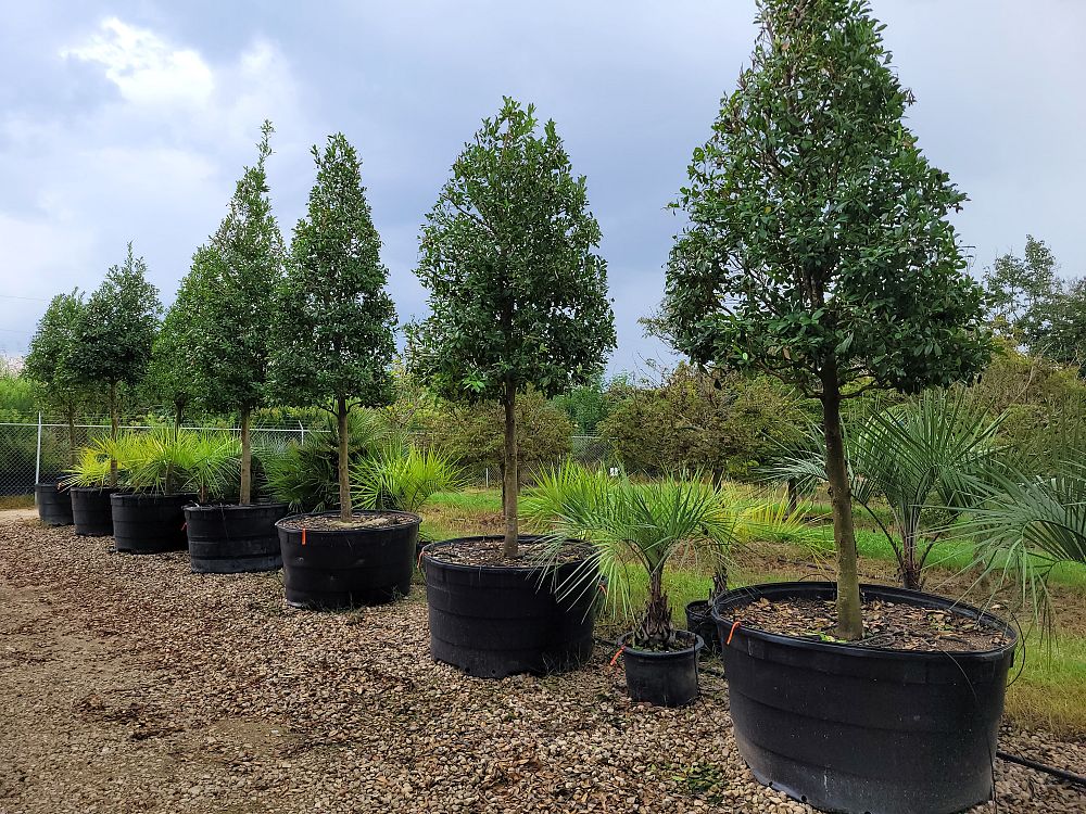 ilex-x-attenuata-eagleston-holly-eagleston-holly