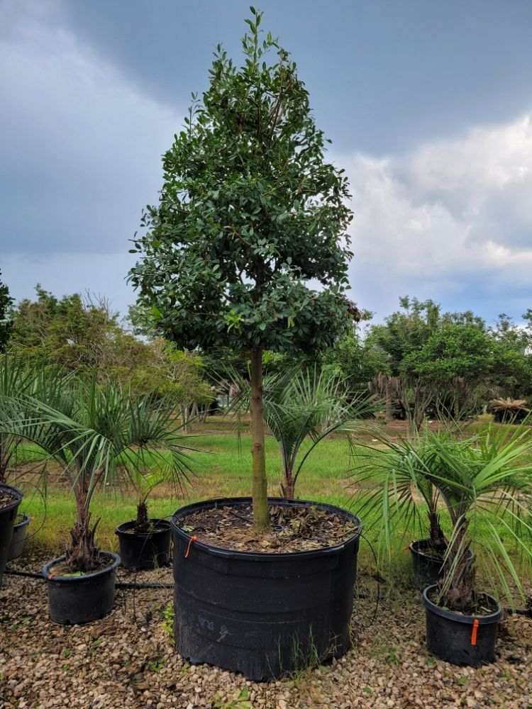 ilex-x-attenuata-eagleston-holly-eagleston-holly