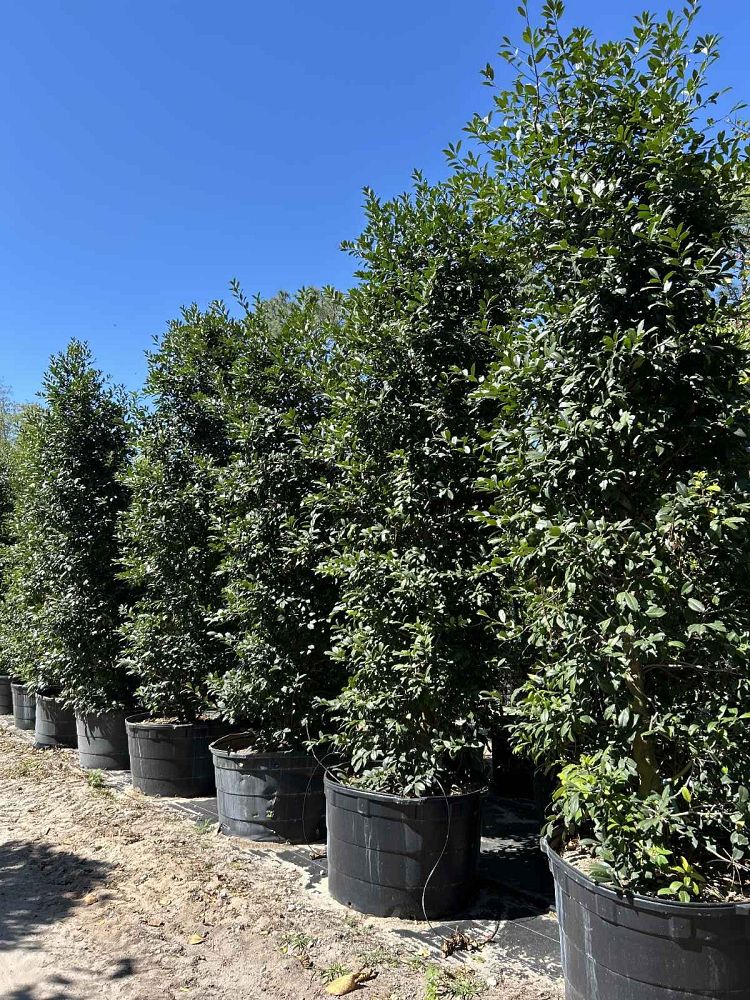 ilex-x-attenuata-eagleston-holly-eagleston-holly