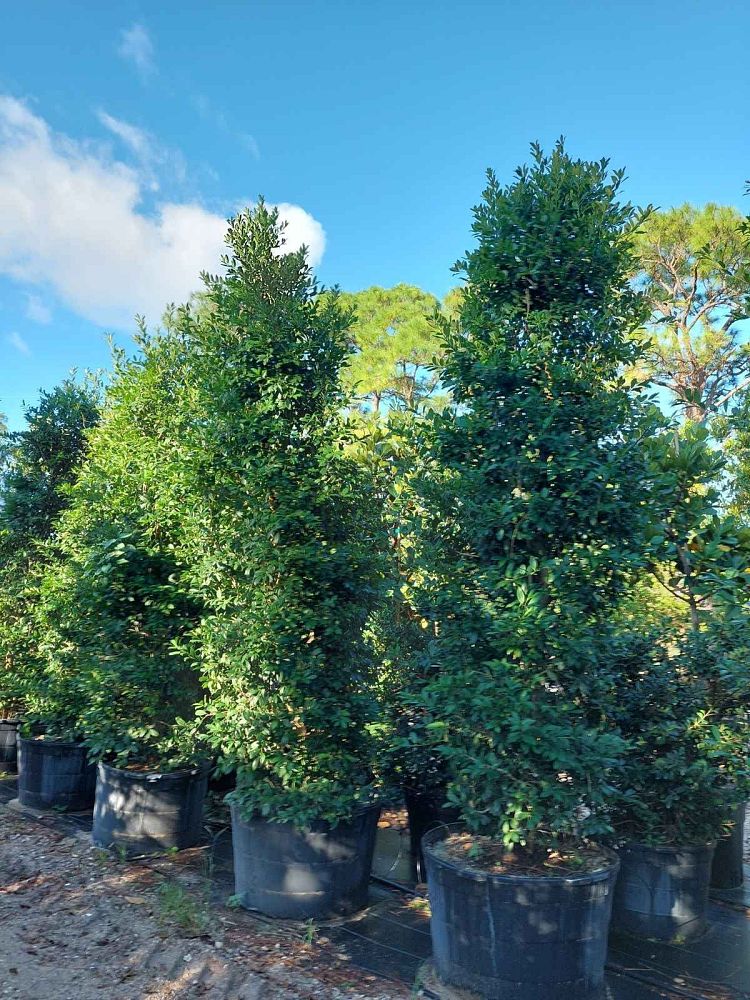 ilex-x-attenuata-eagleston-holly-eagleston-holly