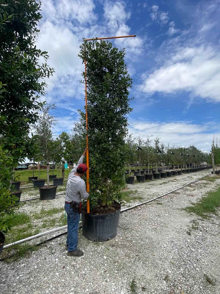 ilex-x-attenuata-eagleston-holly-eagleston-holly