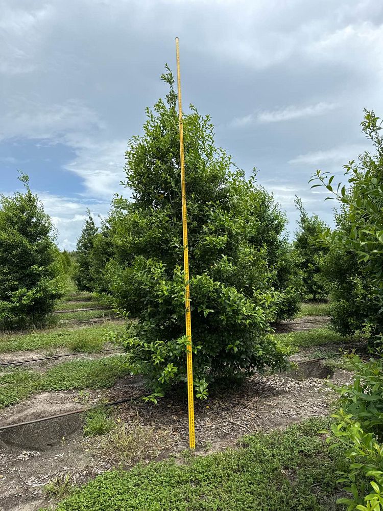 ilex-x-attenuata-eagleston-holly-eagleston-holly