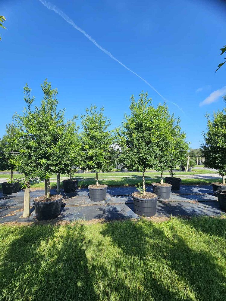 ilex-x-attenuata-eagleston-holly-eagleston-holly