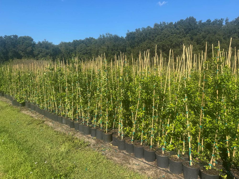 ilex-x-attenuata-eagleston-holly-eagleston-holly