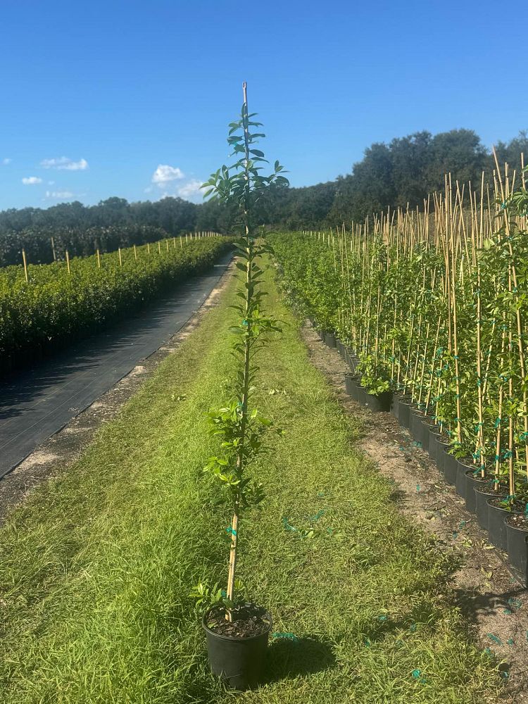 ilex-x-attenuata-eagleston-holly-eagleston-holly