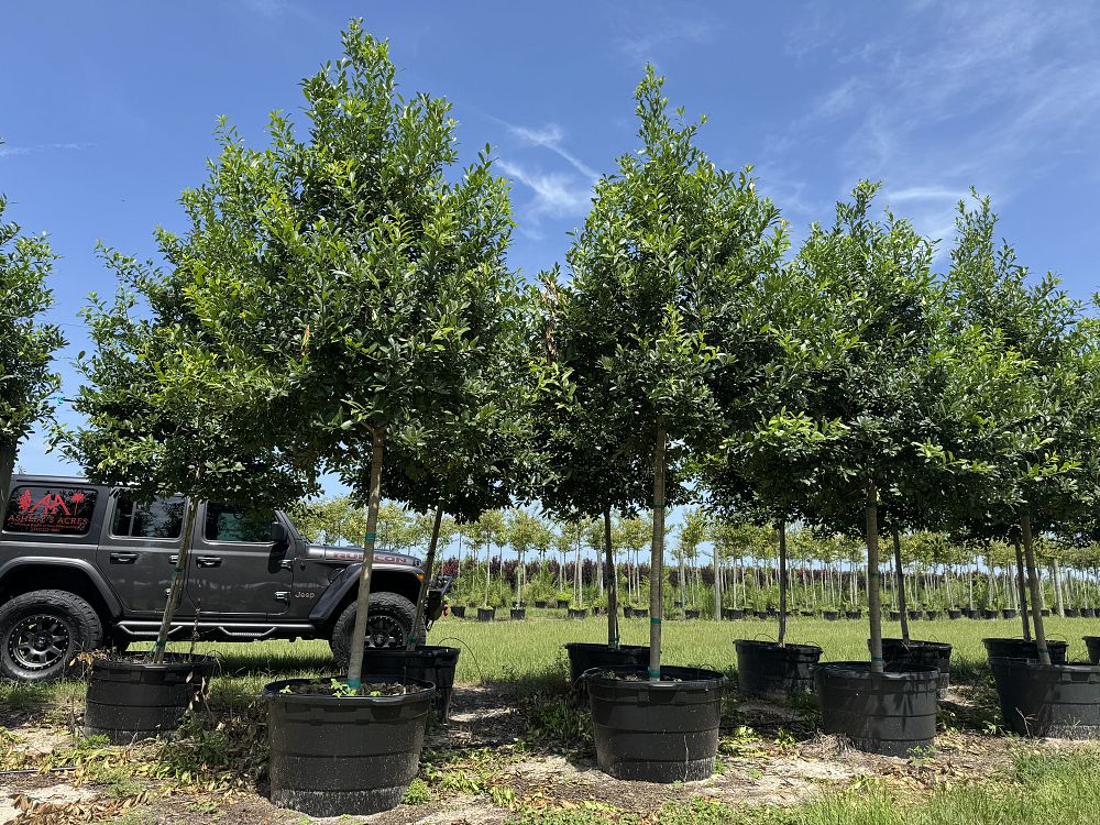 ilex-x-attenuata-eagleston-holly-eagleston-holly