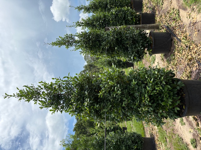 ilex-x-attenuata-eagleston-holly-eagleston-holly