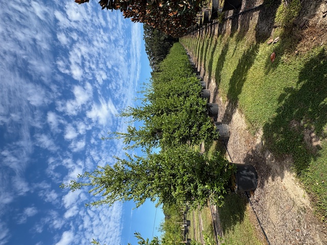 ilex-x-attenuata-eagleston-holly-eagleston-holly