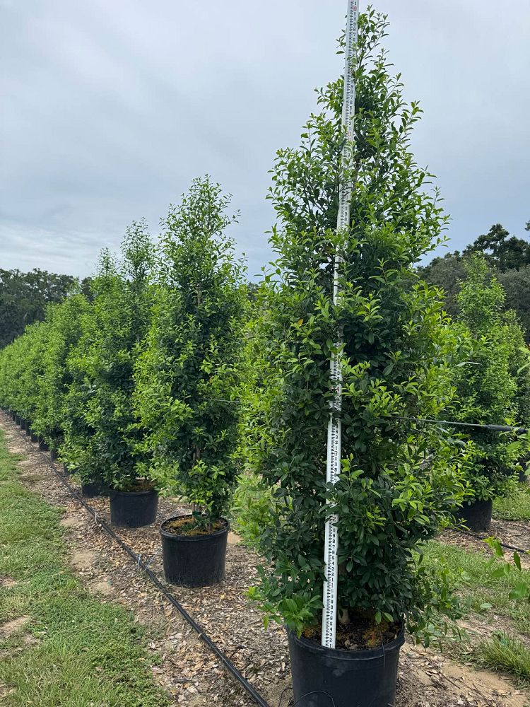 ilex-x-attenuata-eagleston-holly-eagleston-holly