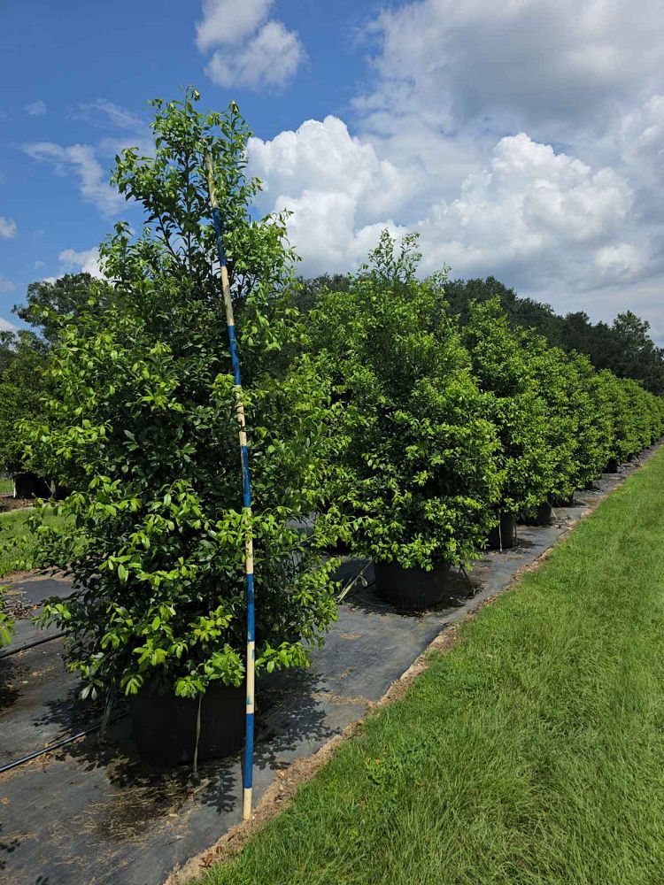 ilex-x-attenuata-eagleston-holly-eagleston-holly