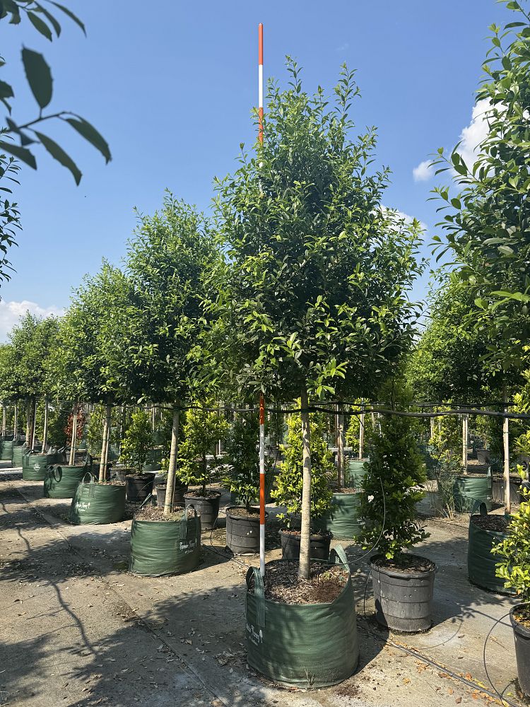 ilex-x-attenuata-eagleston-holly-eagleston-holly