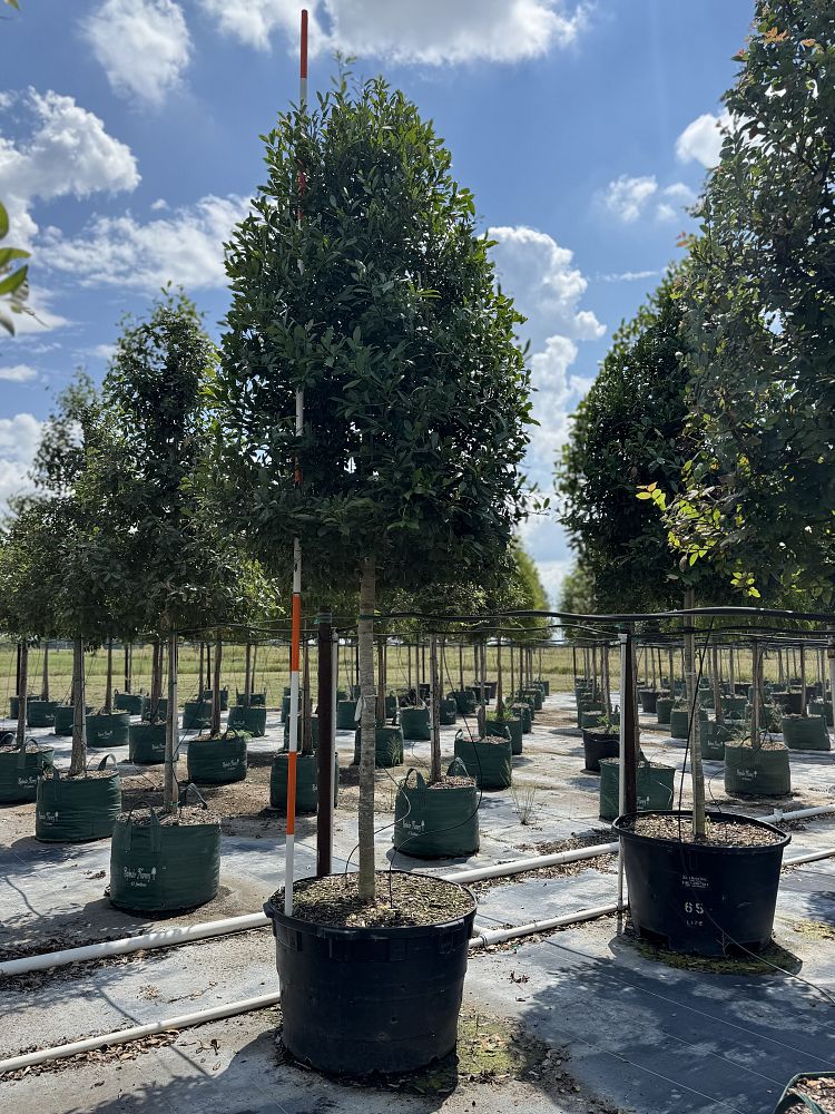 ilex-x-attenuata-eagleston-holly-eagleston-holly