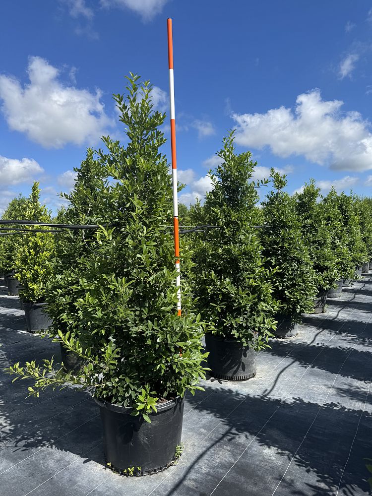 ilex-x-attenuata-eagleston-holly-eagleston-holly