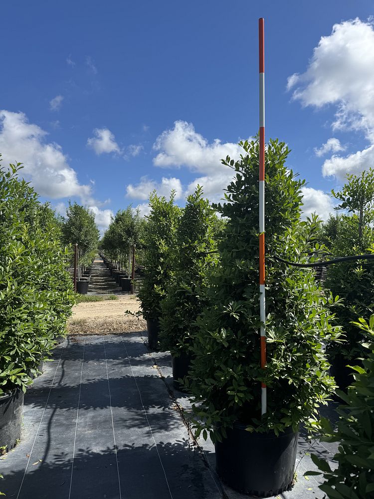 ilex-x-attenuata-eagleston-holly-eagleston-holly