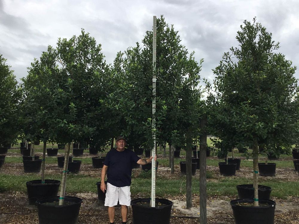 ilex-x-attenuata-eagleston-holly-eagleston-holly