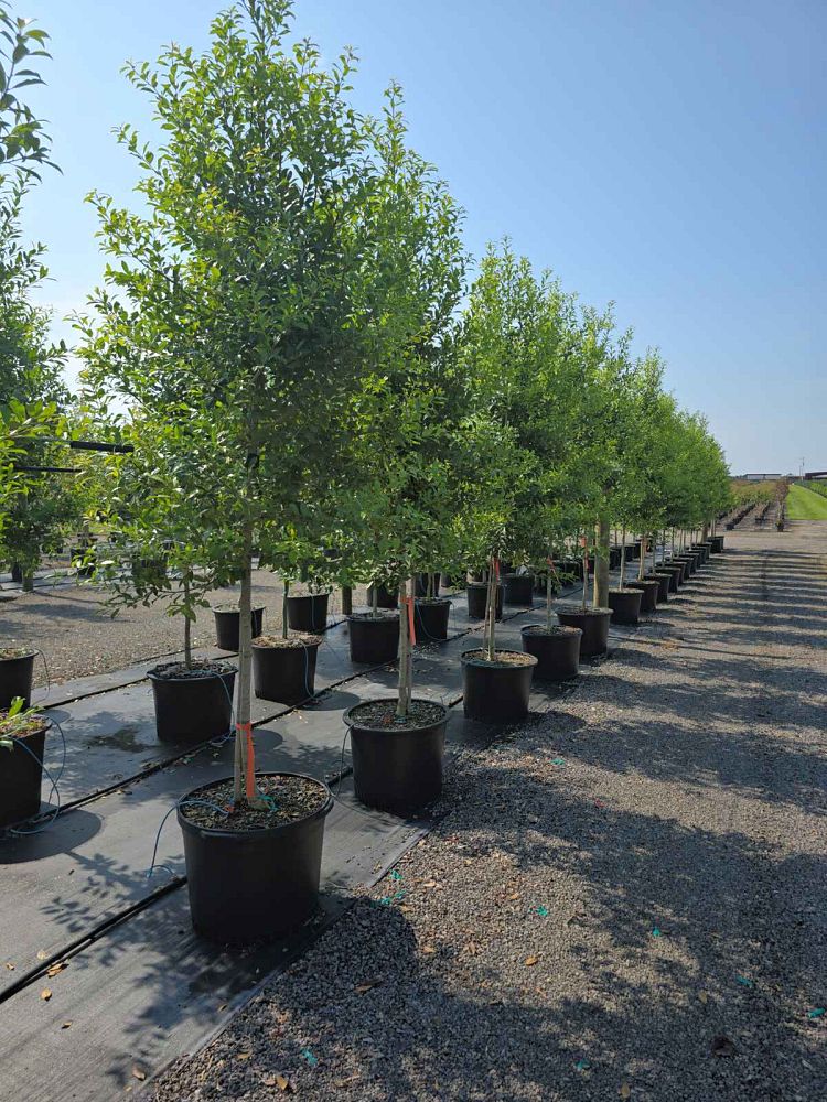 ilex-x-attenuata-eagleston-holly-eagleston-holly