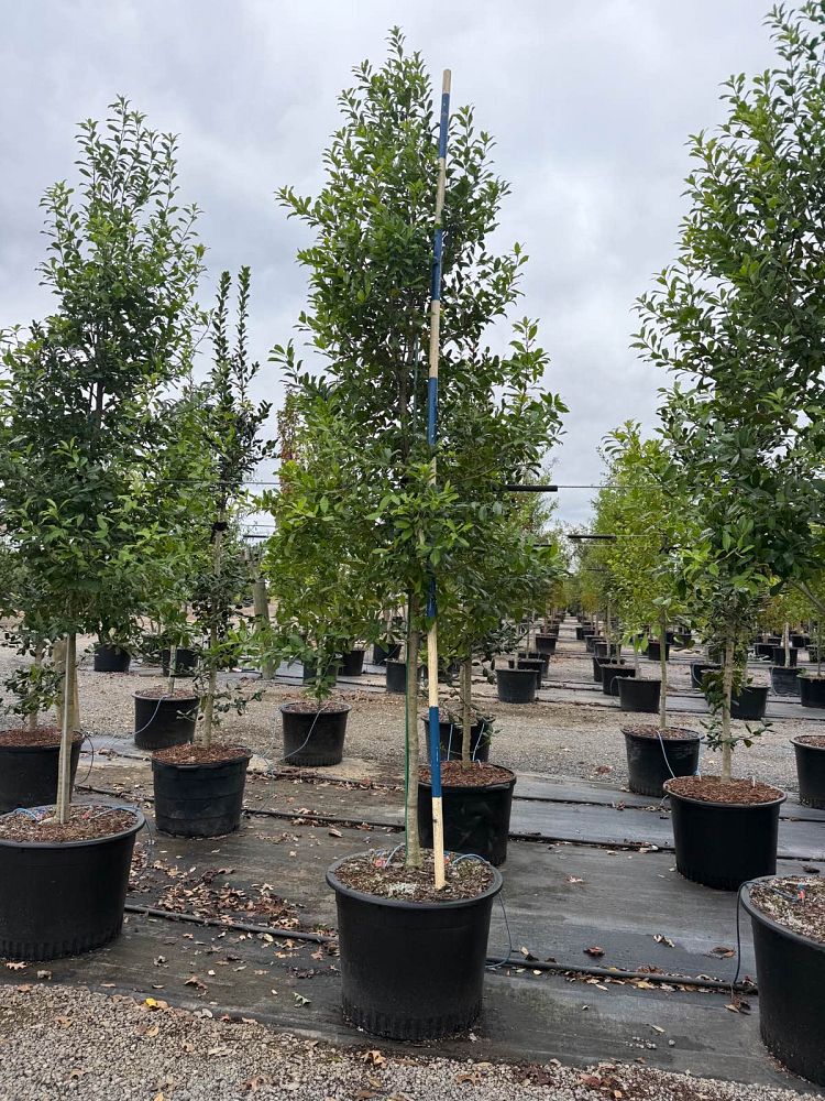 ilex-x-attenuata-eagleston-holly-eagleston-holly