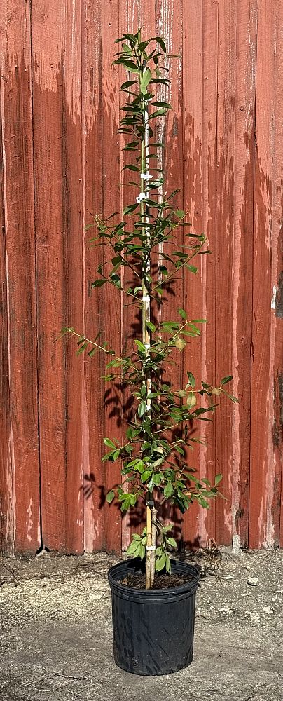 ilex-x-attenuata-eagleston-holly-eagleston-holly