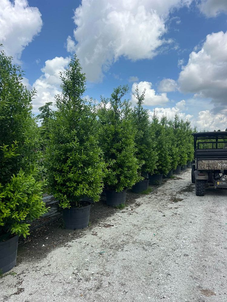 ilex-x-attenuata-eagleston-holly-eagleston-holly