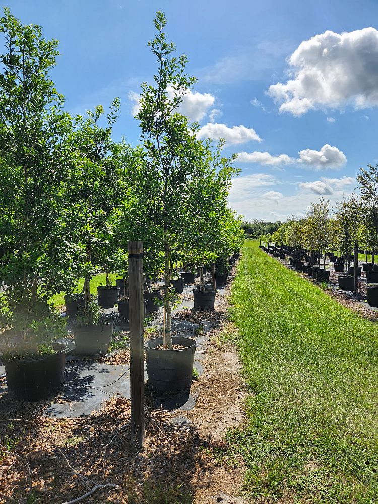 ilex-x-attenuata-eagleston-holly-eagleston-holly
