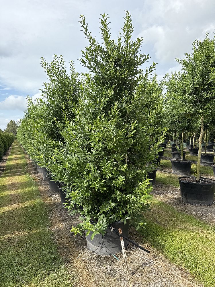 ilex-x-attenuata-eagleston-holly-eagleston-holly