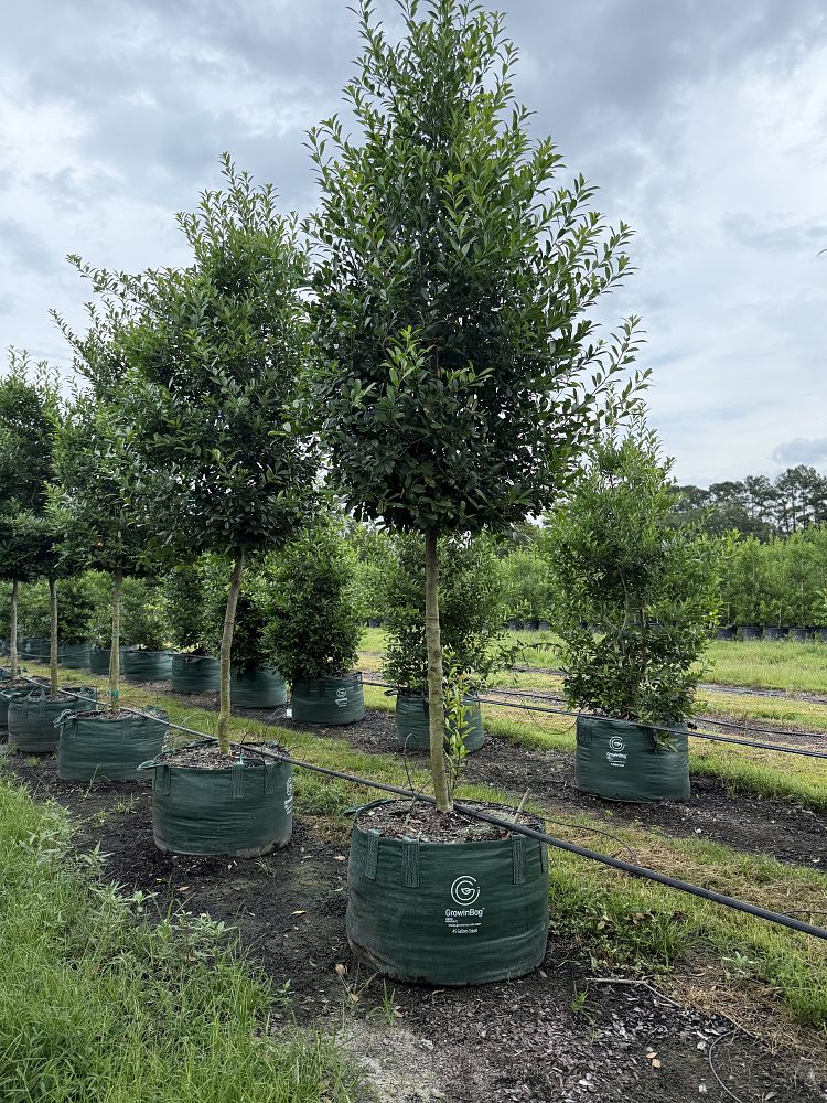 ilex-x-attenuata-eagleston-holly-eagleston-holly