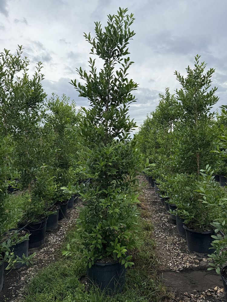 ilex-x-attenuata-eagleston-holly-eagleston-holly