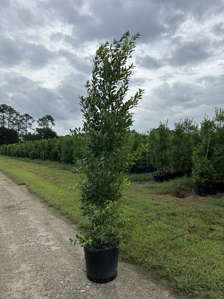ilex-x-attenuata-eagleston-holly-eagleston-holly
