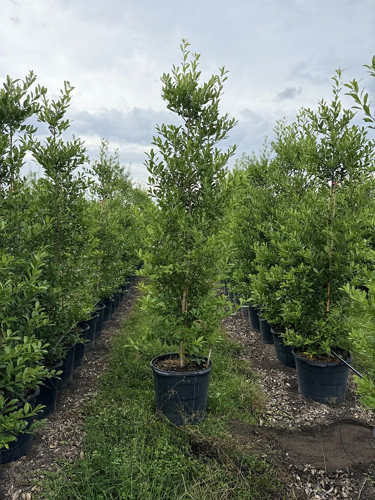ilex-x-attenuata-eagleston-holly-eagleston-holly
