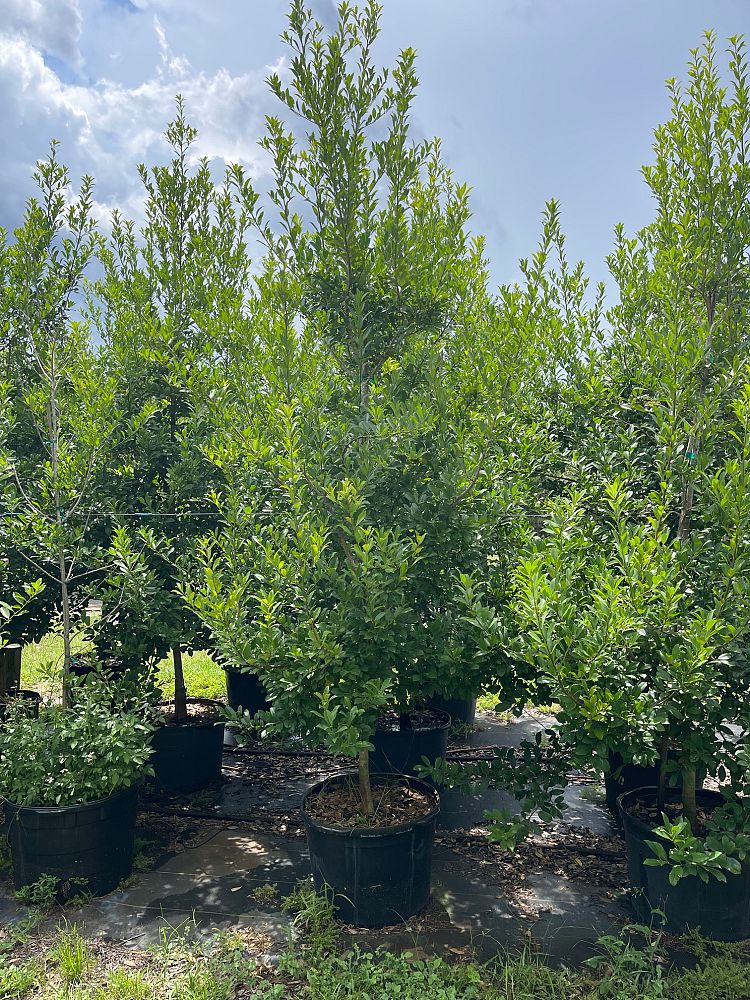 ilex-x-attenuata-eagleston-holly-eagleston-holly