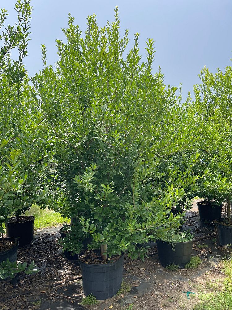 ilex-x-attenuata-eagleston-holly-eagleston-holly