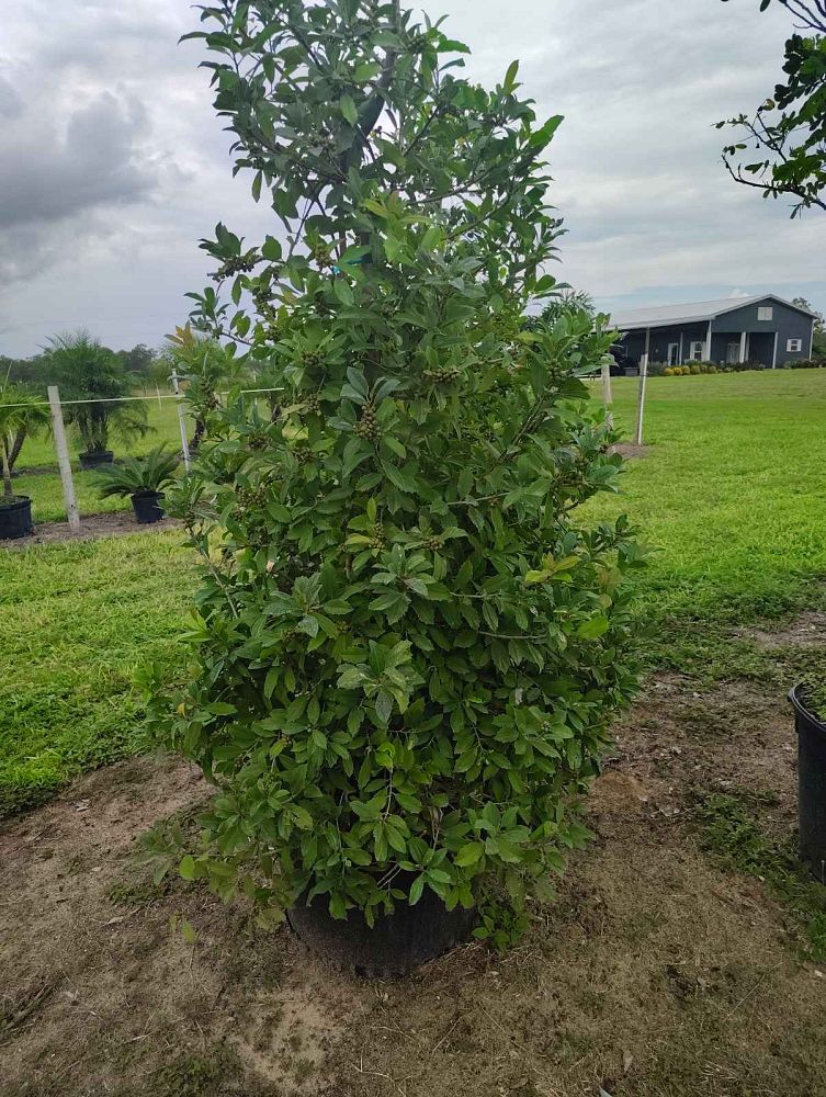 ilex-x-attenuata-eagleston-holly-eagleston-holly