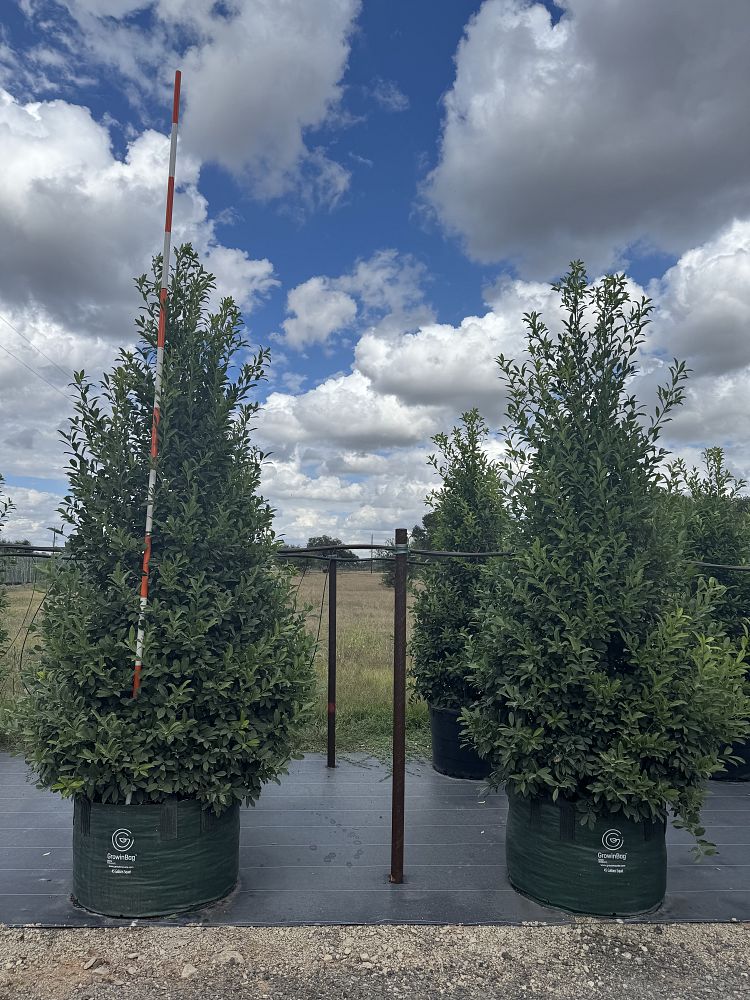 ilex-x-attenuata-eagleston-holly-eagleston-holly